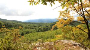 Bosco di abete bianco spontaneo nella Riserva Naturale di Collemeluccio, Pescolanciano