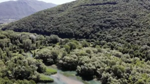 Vista aerea del bosco igrofilo lungo il fiume Volturno nell'Oasi WWF Le Mortine, Venafro